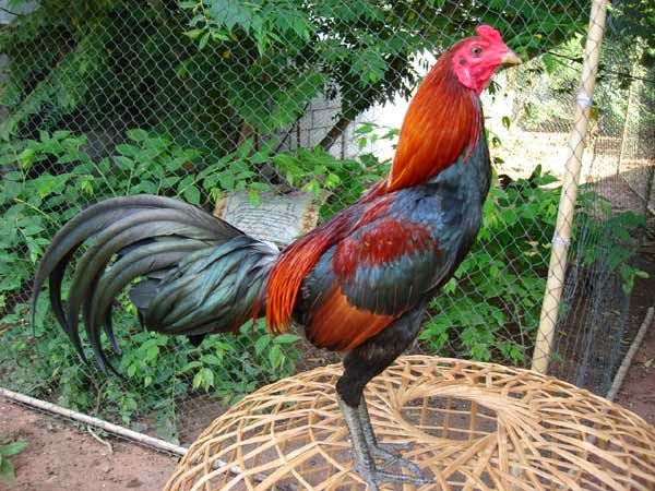 ไก่ชนสายพันธุ์พม่า