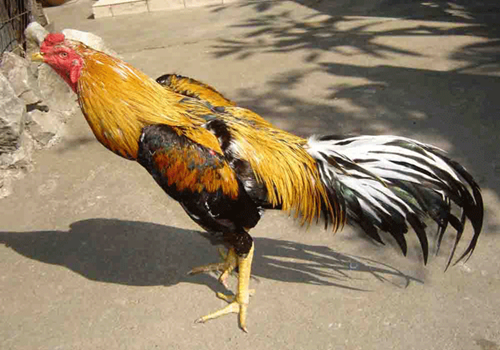 ไก่ไชนสายพันธุ์ไทย