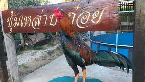 ไก่ชนสายพันธุ์เหล่าป่าก๋อย