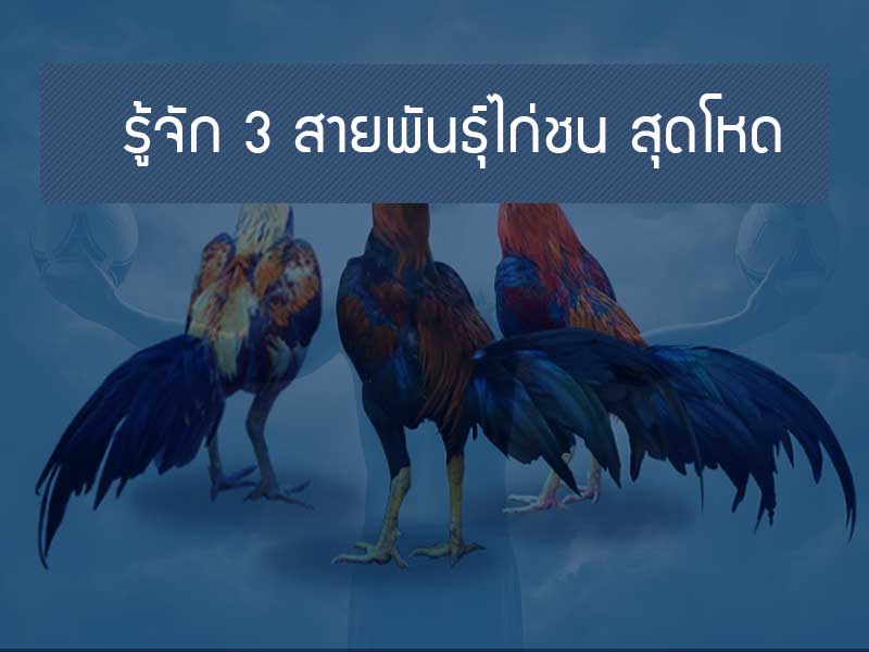 สายพันธุ์ไก่ชน